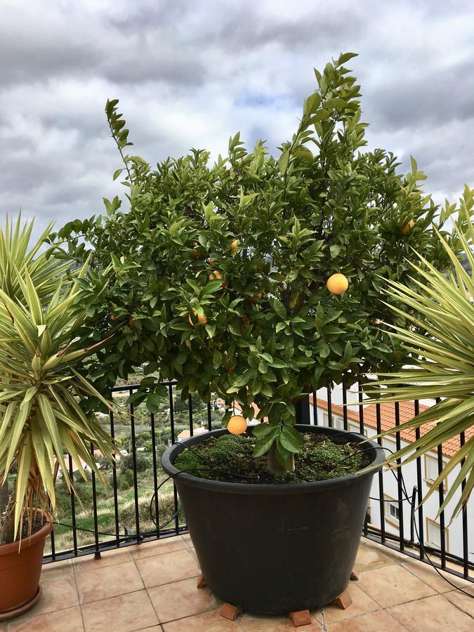 Penthouse Alora Apartman Kültér fotó